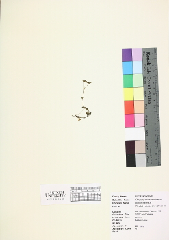 primary herbarium image