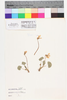 alternate herbarium image