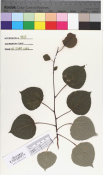 alternate herbarium image