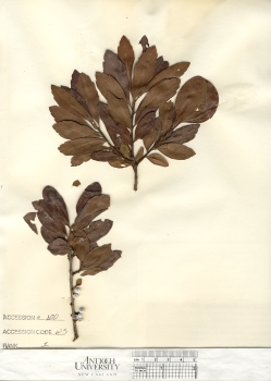 primary herbarium image