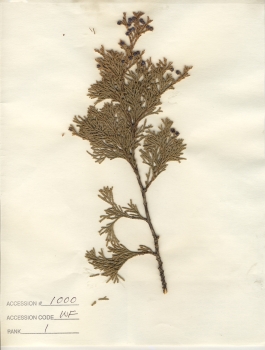 primary herbarium image