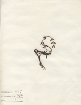 primary herbarium image