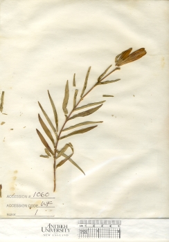primary herbarium image