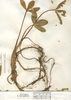 primary herbarium image
