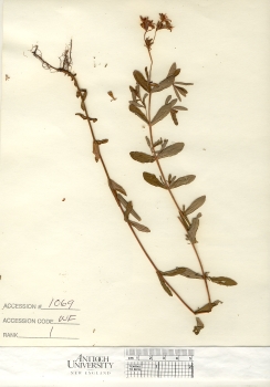 primary herbarium image
