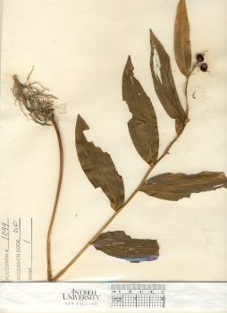 primary herbarium image