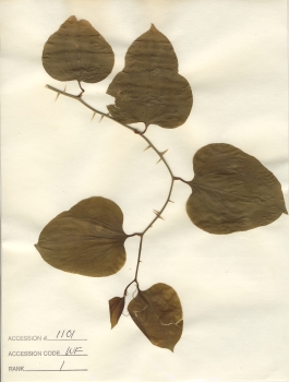 primary herbarium image