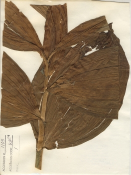 primary herbarium image