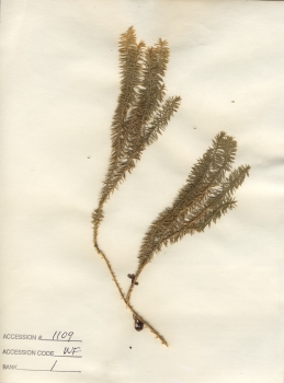 primary herbarium image