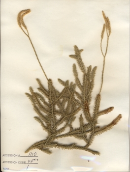 primary herbarium image