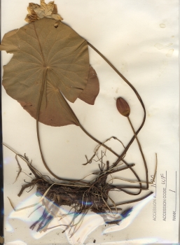 primary herbarium image