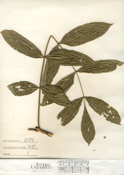 primary herbarium image
