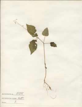 primary herbarium image