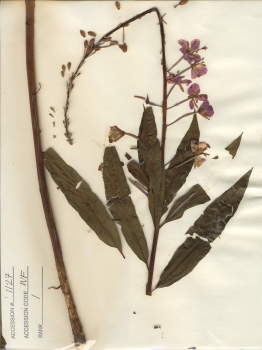 primary herbarium image