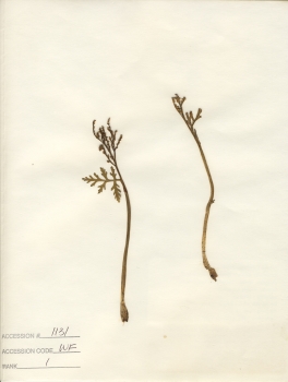 primary herbarium image