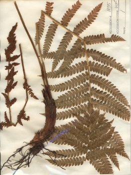 primary herbarium image