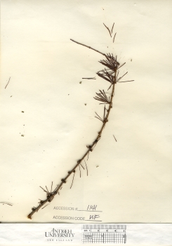 primary herbarium image