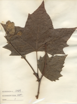 primary herbarium image