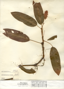 primary herbarium image
