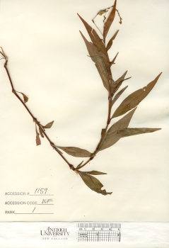 primary herbarium image