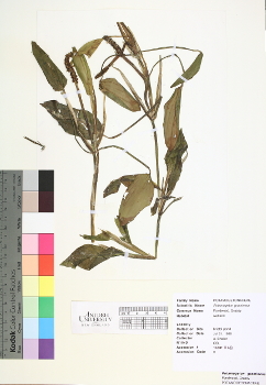 primary herbarium image