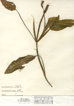 primary herbarium image
