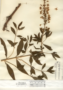 primary herbarium image