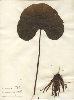 primary herbarium image