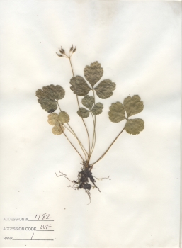 primary herbarium image