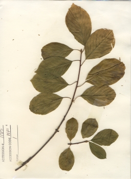 primary herbarium image
