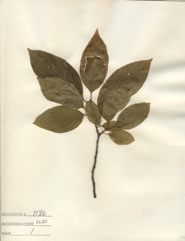 primary herbarium image