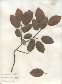 primary herbarium image