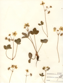 primary herbarium image