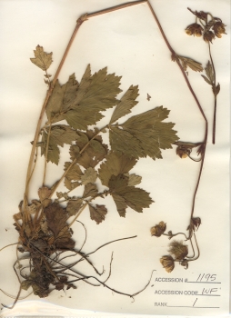 primary herbarium image