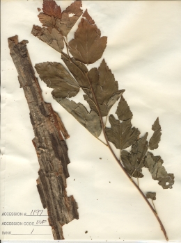 primary herbarium image