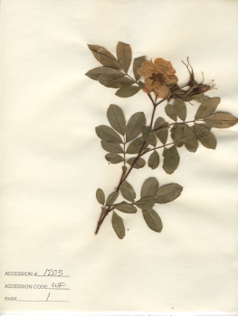 primary herbarium image