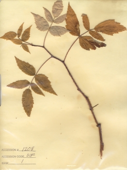 primary herbarium image