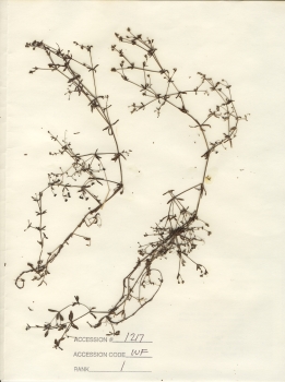 primary herbarium image
