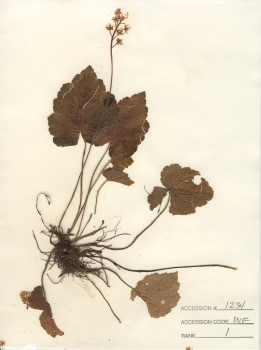 primary herbarium image