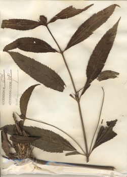 primary herbarium image