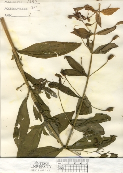 primary herbarium image