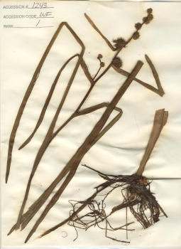 primary herbarium image
