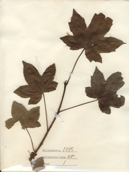 primary herbarium image
