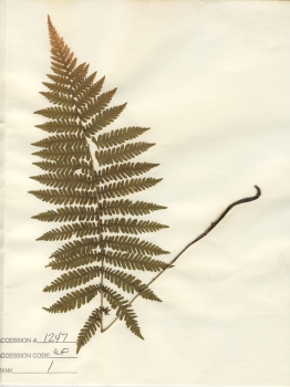 primary herbarium image