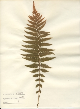 primary herbarium image