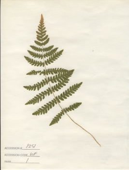 primary herbarium image