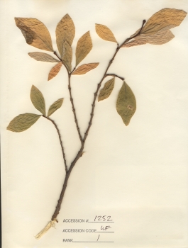 primary herbarium image