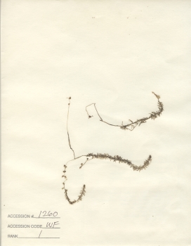 primary herbarium image