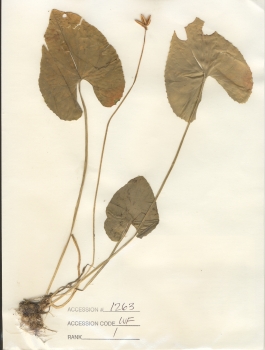 primary herbarium image