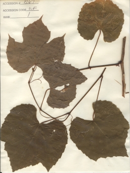primary herbarium image
